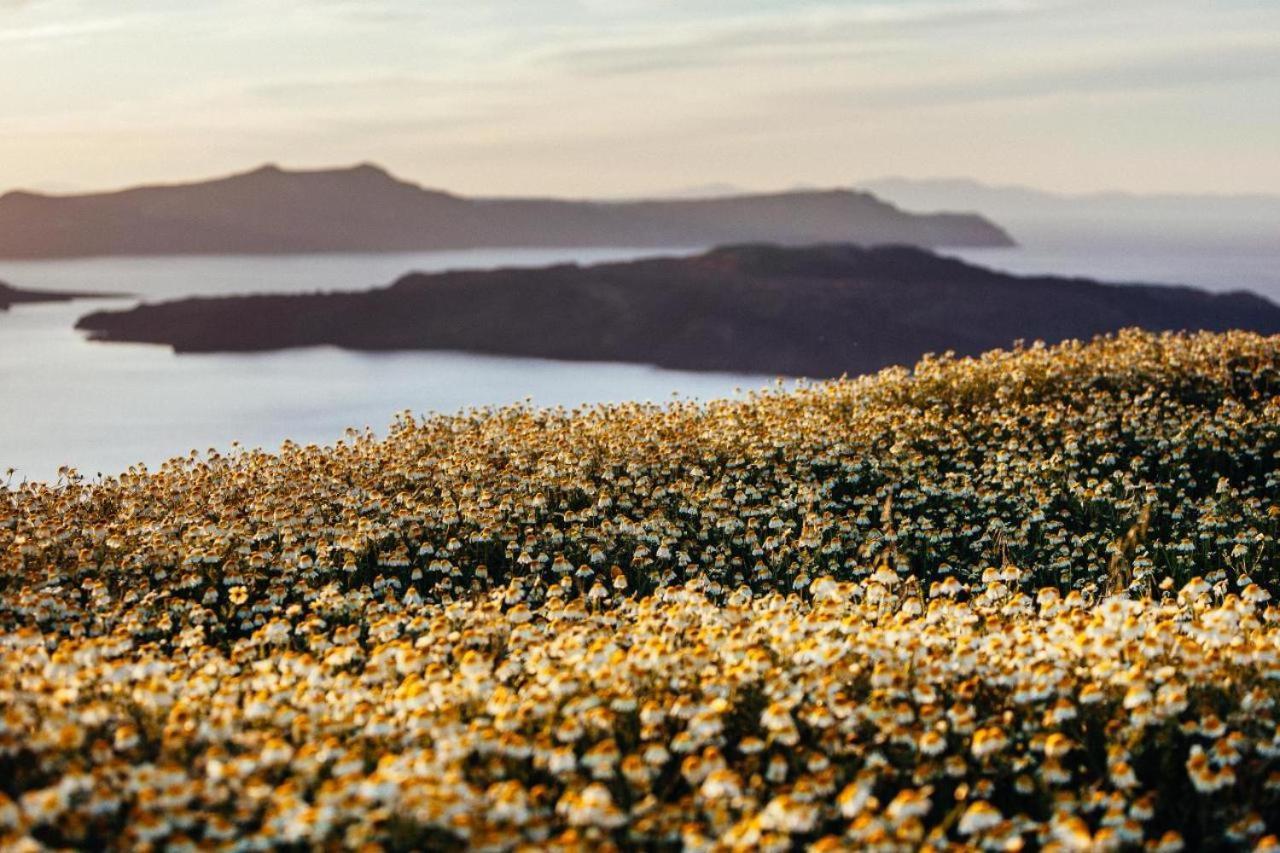 Arcana Santorini Villas, An Authentic Cycladic Experience Akrotírion Eksteriør billede